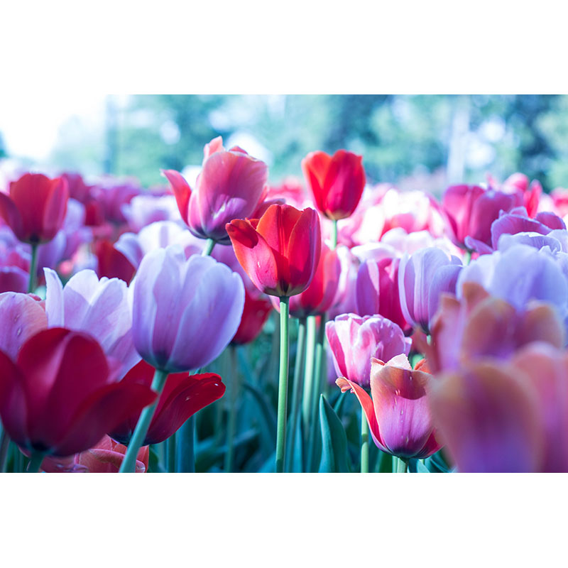 Ταπετσαρία χώρου με Vintage tulips